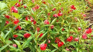 Balsam plant tips? tanmania plant tips ? best flowering plant ?