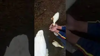 Hand feeding Duck chicks | geese 🫢🤮😺 #birdlovers #birds #ducklife #shorts #viral