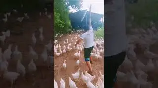 #AngryChickens, #ChickenAttack, #BattleMode, #FarmFails, #EpicRun