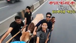 ক্যাপ্টেনকে নিয়ে আমরা এখন ঢাকার পথে | Qurbani cow 2024 | Cow videos | Shahil | SD Family World