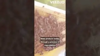 Intresting facts about Bees #animalfacts #animals #animalshorts#facts #knowledge #new #youtubeshorts
