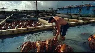 Bayless Cobb - Aquatic Pen Schematics (Genetically Modified Inland Lobster Farming)