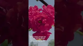 How Can I Control Aphids on My Roses?