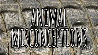Animal Misconceptions