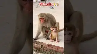 🍼🐵 #shortvideo #respect #monkey #daily #love #shorts #monkeylove #motivation