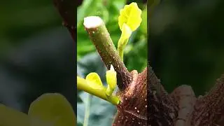 Little Branch of Jackal Growing