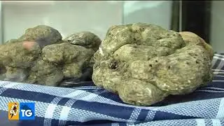 Rinviata al prossimo anno la Fiera Nazionale del Tartufo di Acqualagna
