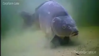 25kg spiegelkarper live gehaakt op CarpFarm Lake! En gratis visvakantie op het betaalwater winnen?
