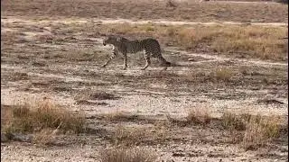 Unbelievable rare sighting of 2 African cheetahs in The Etosha Nature Reserve, Namibia. 