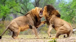 Animal Fight Club