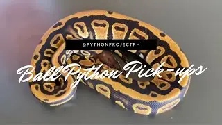 GOT THE CRAZIEST PICK UPS!! Last Ones of the 2021 Season | Ball Python Pick-Ups