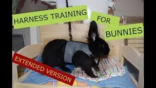 Positive Harness Training for Bunnies | Animal Train | Extended Version