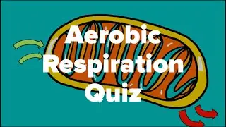 Aerobic Respiration Quiz