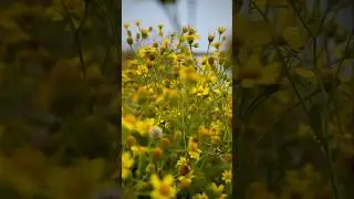 Table Land, Panchgani #panchgani #maharashtra