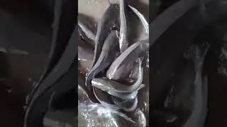 How to start fish farming business today in uganda East africa #youtubeshorts #trending #