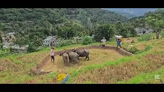 Traditional Paddy Threshing with Buffalo 🐃 Ancient Farming Method Still Alive 🫠 Village Farming 