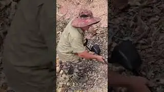 Danny the Dag goes gold hunting