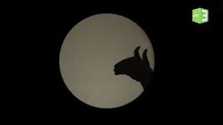 تعرف من الظلال على نوع الحيوان