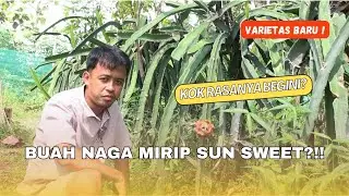 BUAH NAGA PUTIH SUN SWEAT