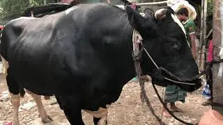 Bishal Heavyweight Hatir Moto Asutral Bull | Exclusive Goru Video | Guy With The Big Cows