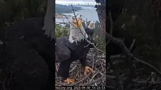 BIG BEAR BALD EAGLE Live Nest- Cam 1🦅 Jackie with huge stick❤️😀Shadow&Jackie FOBBV CAM 🦅