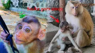 One more of the baby monkey Sacka goes away forever😭😭😭😭😔😔😔.