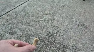 Hand feeding Debo the squirrel 