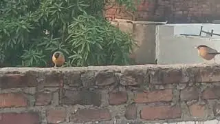 Bird's lover Aziz 