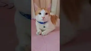 আমি সিম্বা কে বাবা ডাকি কেন 🤔