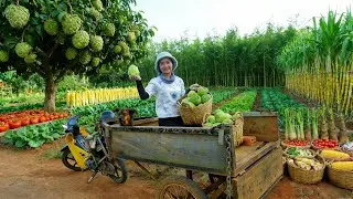Harvest: Custard Apples, Tomatoes, Sweet Leaf, American Corn To Sell At The Market – Peaceful Life
