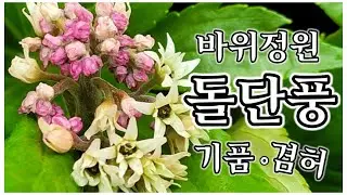 돌단풍 바위 돌틈에 잘 자라요 초보자가 키우기 좋아요. 월동 잘되고 이른 봄 이쁜꽃을 볼 수 있어요. #괴산농부유튜브공부방 #돌단풍 #키우기쉬운식물