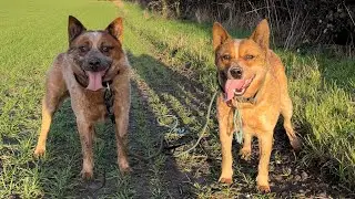 Toughest Dogs On Earth 🌎 Australian Cattle Dog Red Heeler 🇬🇧 🇺🇸 🇦🇺 🇧🇷 #cattledog #shorts