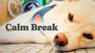 5 Minute Shiba Inu Chill &bull; Relaxing Music for Instant Stress Relief