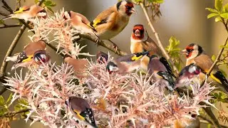 بتبتة الحسون تحفيز الحسون على التغريد والهيجان علاج صمت الحسون goldfinch stimulation #birds 