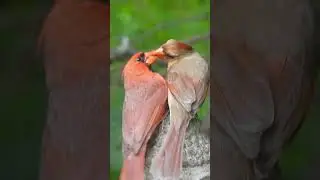 Watch a Beautiful Moment of Zen and the Art of Cardinal Courtship 💕