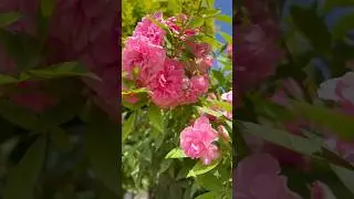 Orchid Rose #roses #rosecare #trending #sale #reels #roseflower #travancoregardens #roseflower