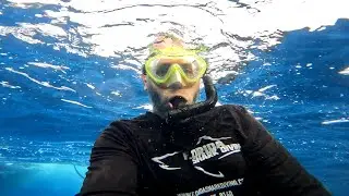 🇺🇸 𝙁𝑳𝙊𝑹𝙄𝑫𝘼 𝙎𝑯𝘼𝑹𝙆 𝘿𝑰𝙑𝑰𝙉𝑮🦈 Quattro squali mi hanno circondato letteralmente