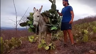 Antes do sol forte, rotina da manhã no sertão com os animais 