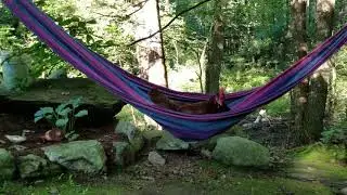 Ginger my chicken napping in hammock