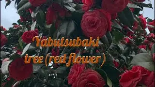 Short video/ subaki tree(red flower)japans native tree