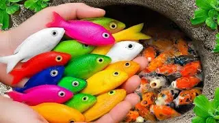 Catch beautiful aquarium fish in small pond baby turtles, eels, red guppies, cute fish, tadpoles🐠🐠🐠