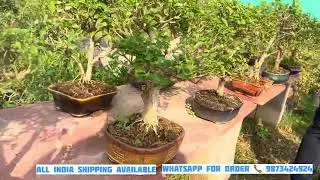 Premna Bonsai at Resonable Rates 😱 Buy Online🪴 All India Shipping 