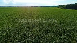 Aerial view of corn field. Plantation landscape in sunny day - 4K, Full HD Stock Drone Video Footage