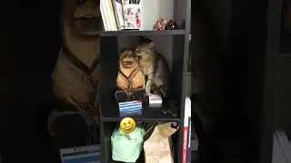 Silly Cute Adorable Wild Lynx Cat 🥰 #short