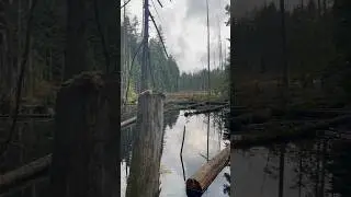 Ghost lake in the middle of Vancouver forests for Halloween 🎃 #canada #vancouver #halloween