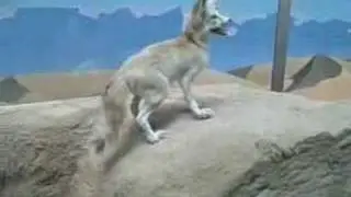 Smithsonian- fennec fox