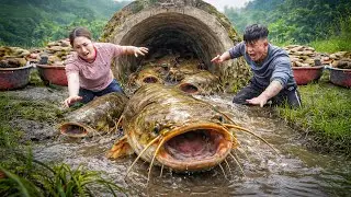 Harvesting Giant Catfish Hiding In Swamp, Cooking Spicy Fish Soup | Unique Vietnamese Dish