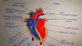 Structure and Function of Human Heart #humanheart #anatomy #physiology #drawing #art #artist #viral