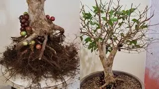 Ser&aacute; que ela SOBREVIVE? Transplantando Pr&eacute;-Bonsai de Jabuticaba no VER&Atilde;O