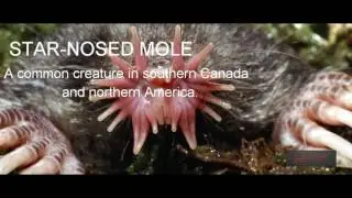 Top Ten Ugliest animals in the world